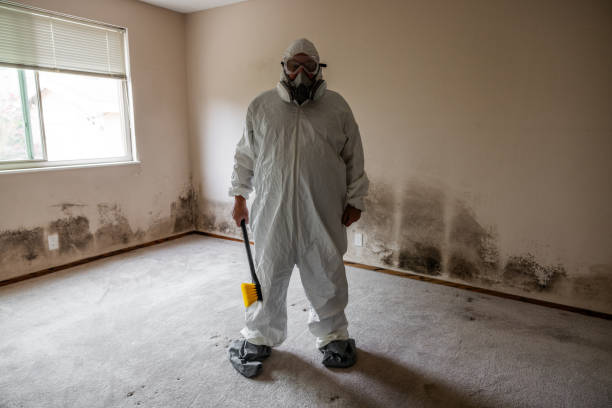 Trusted Burlington, VT Mold Remediation Experts